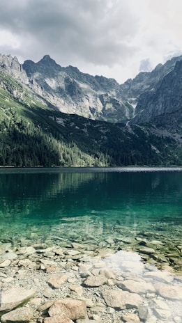 green trees near lake during daytime