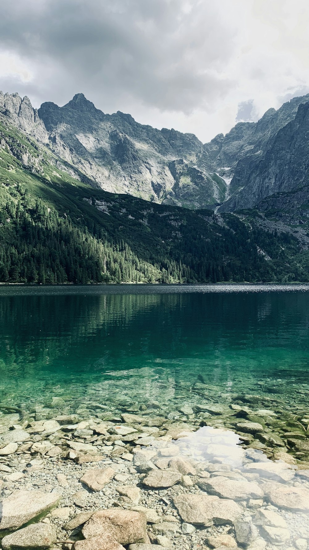 green trees near lake during daytime