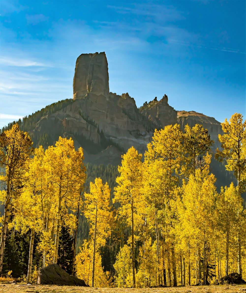 yellow trees near brown mountain under blue sky during daytime