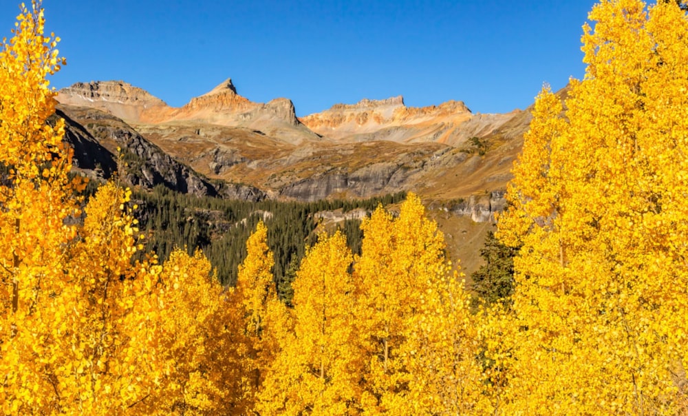 yellow trees near brown mountain under blue sky during daytime
