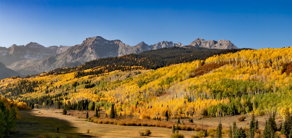 green and yellow trees near mountain under blue sky during daytime