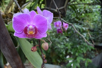 A vibrant purple orchid blossom with intricate petal patterns sits on a long, thin branch with additional buds. In the background, more orchid blooms are softly blurred amid lush green foliage, creating a serene natural setting.
