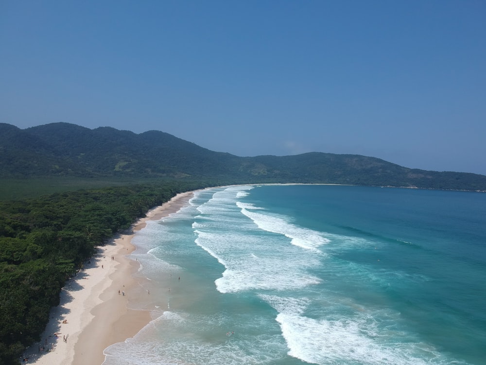 green trees on seashore during daytime