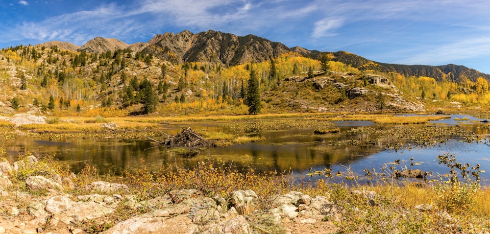 green trees near lake during daytime