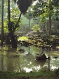 green trees on body of water during daytime