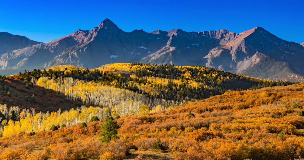 Champ d’herbe verte et jaune près de la montagne enneigée pendant la journée