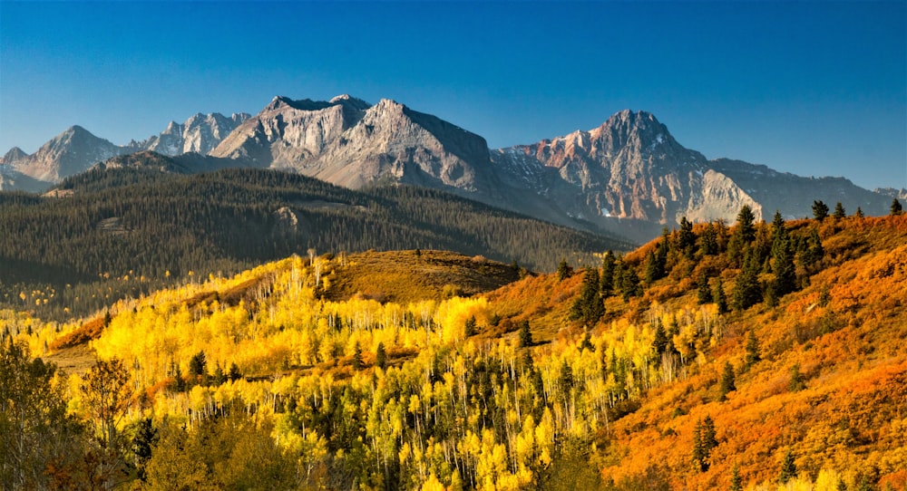 green and yellow trees near mountain under blue sky during daytime