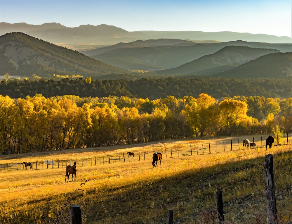 horses on green grass field during daytime