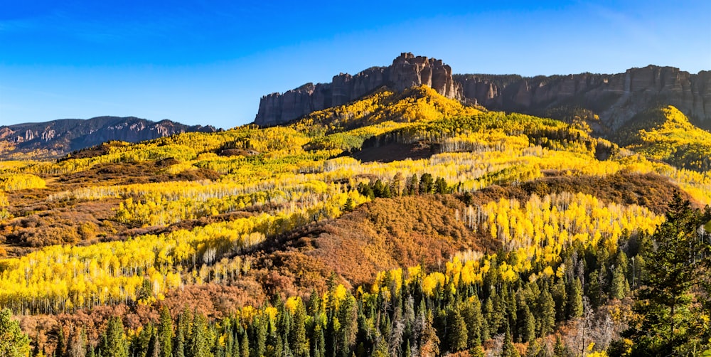 green and yellow trees on mountain under blue sky during daytime
