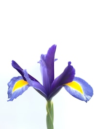 A delicate botanical illustration of an iris flower in indigo-purple hues.