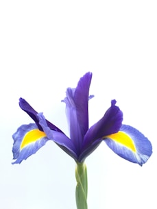 yellow and purple flower with white background