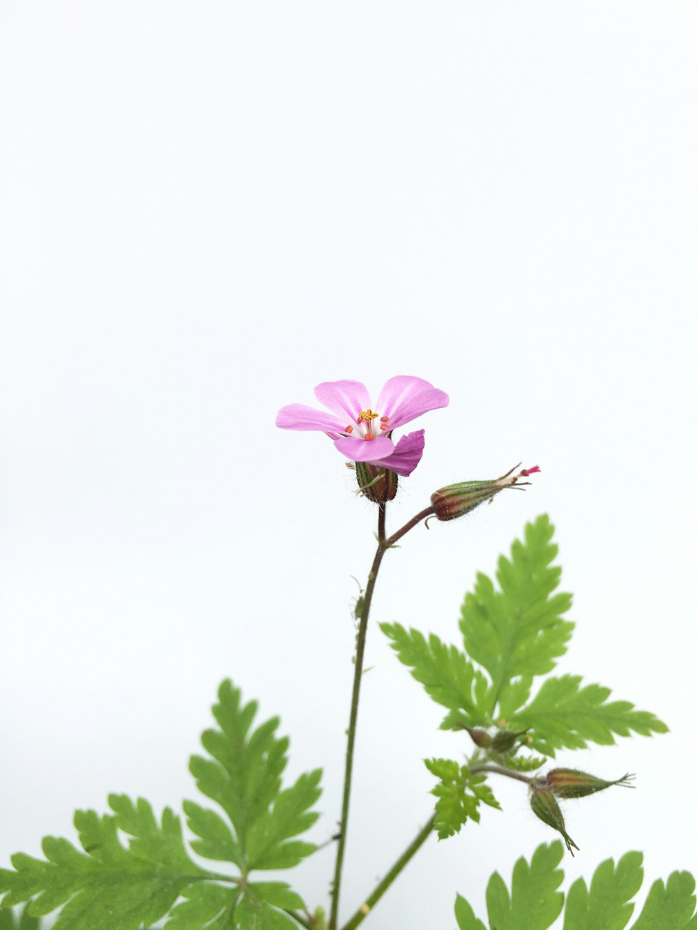 pink flower with green leaves