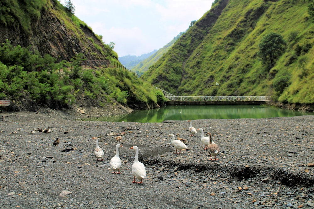 flock of white swans on lake during daytime