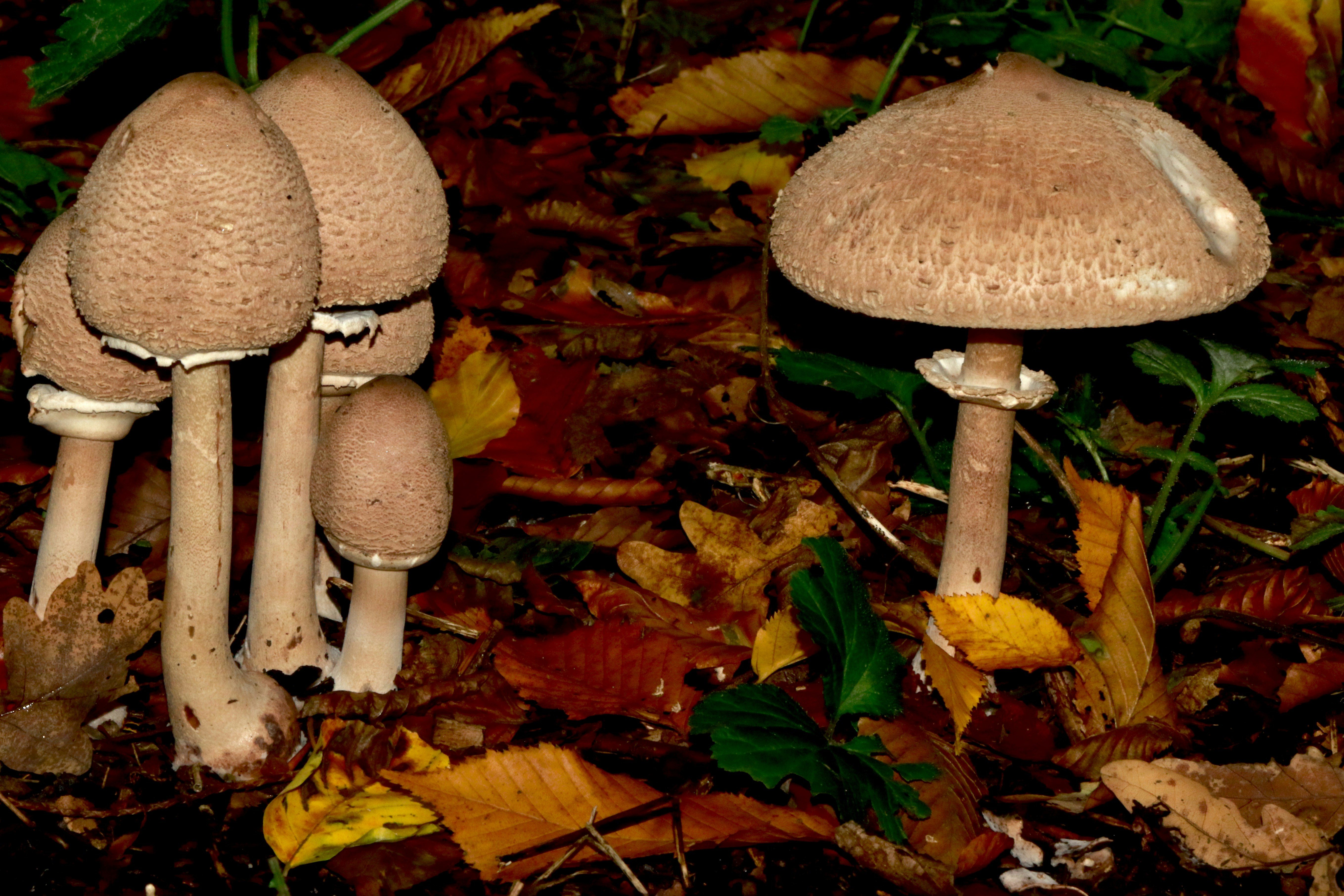 brown mushroom on brown dried leaves