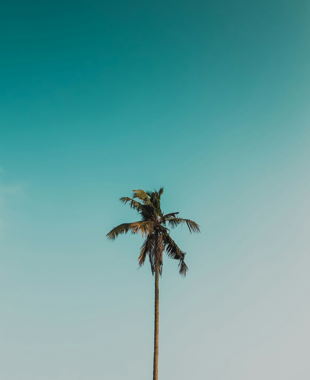 palm tree under blue sky during daytime