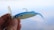 A person is holding a blue and yellow fishing lure in their hand. The lure has a fish shape with a metal hook on top and a translucent lip at the front. The background is softly blurred, suggesting an outdoor setting, possibly near water.