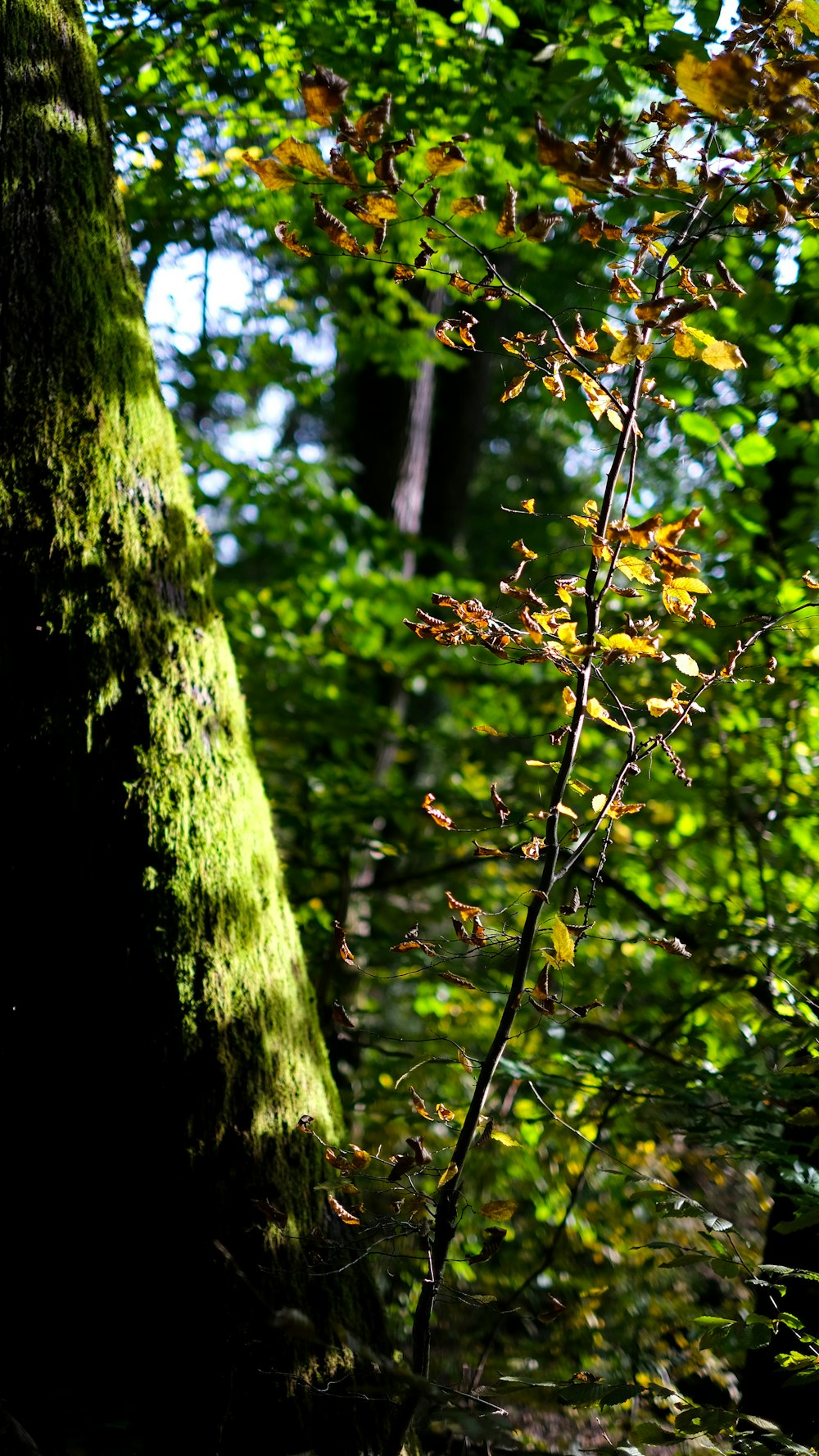 green and yellow leaves on tree