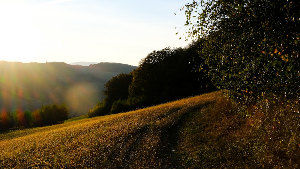 green grass field and trees during daytime