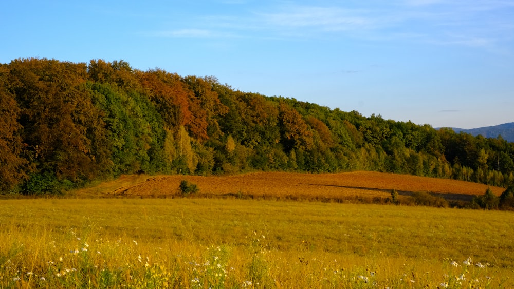 green and brown grass field near green trees under blue sky during daytime