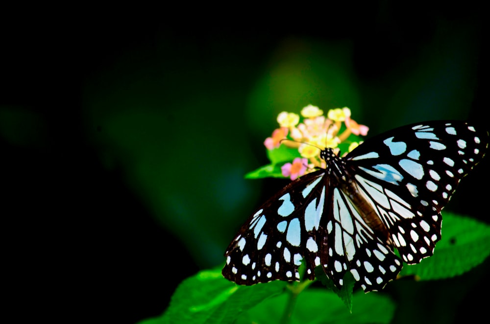 black and white butterfly perched on pink flower in close up photography during daytime