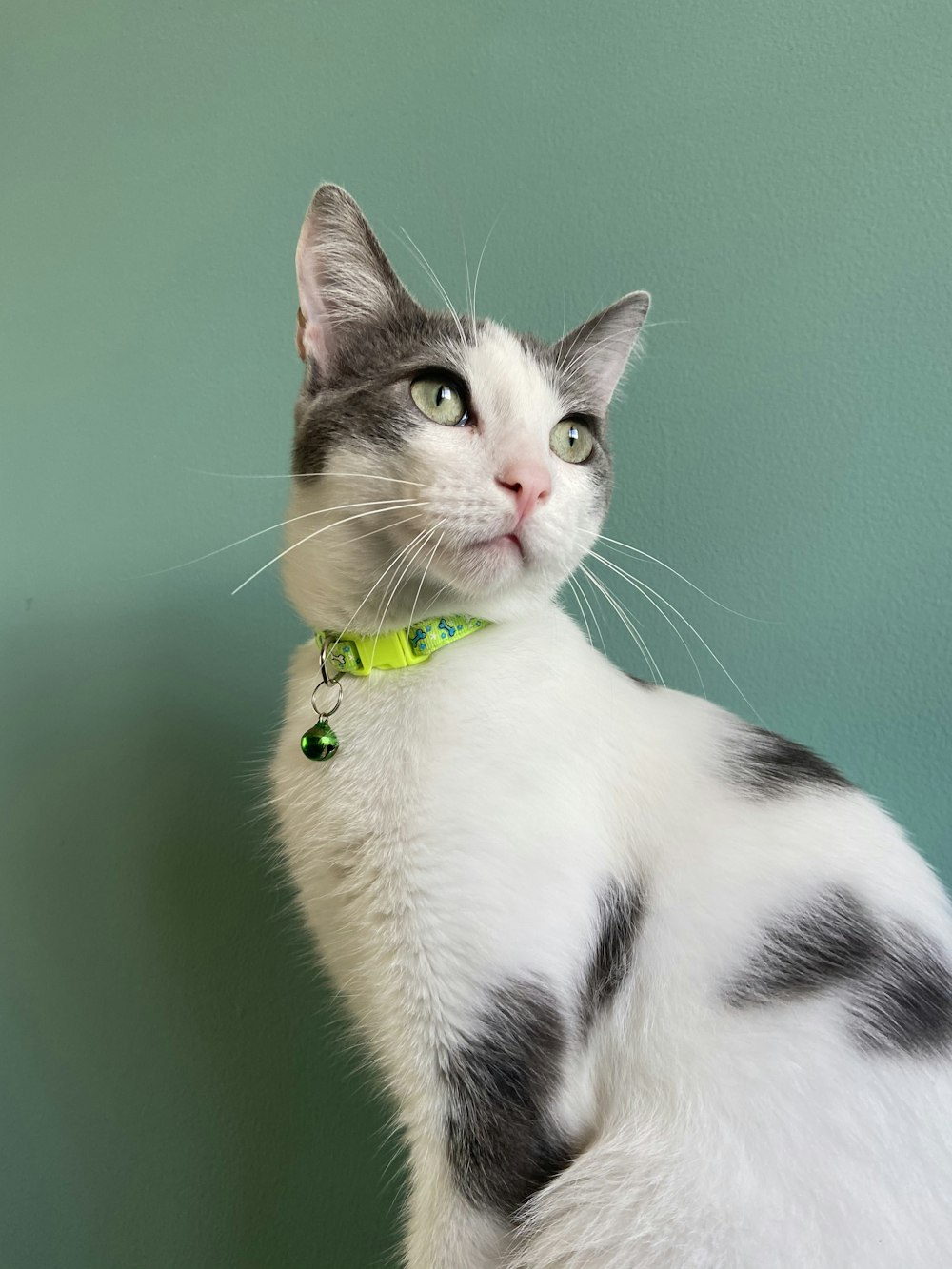 white and black cat with green collar