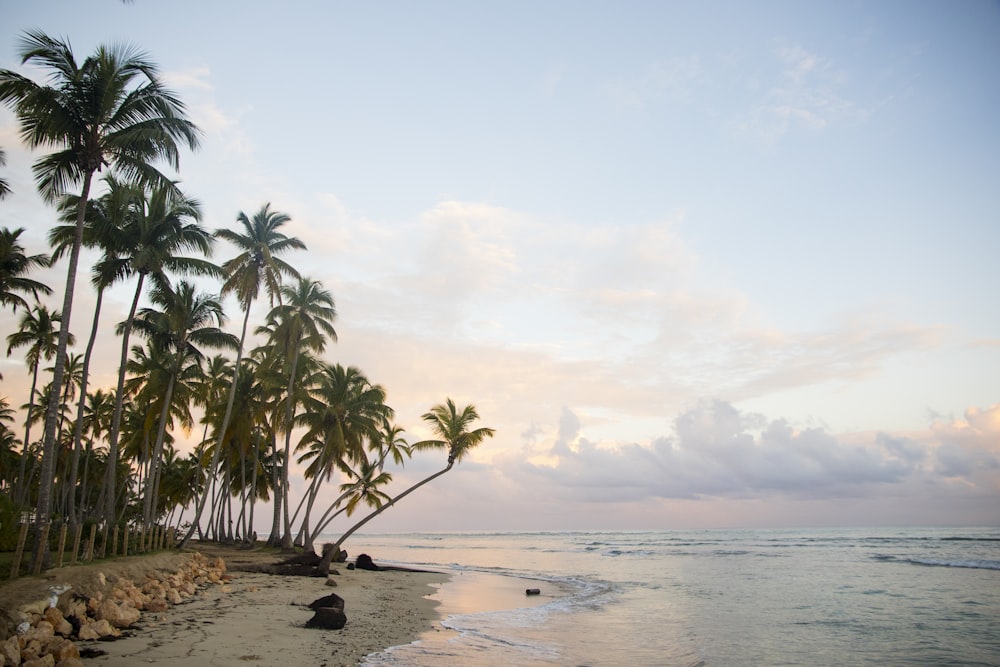 green palm tree near sea during daytime