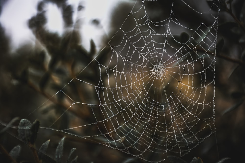 spider web in close up photography