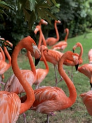 pink flamingos in tilt shift lens