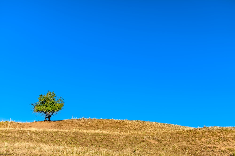 green tree on brown grass field under blue sky during daytime