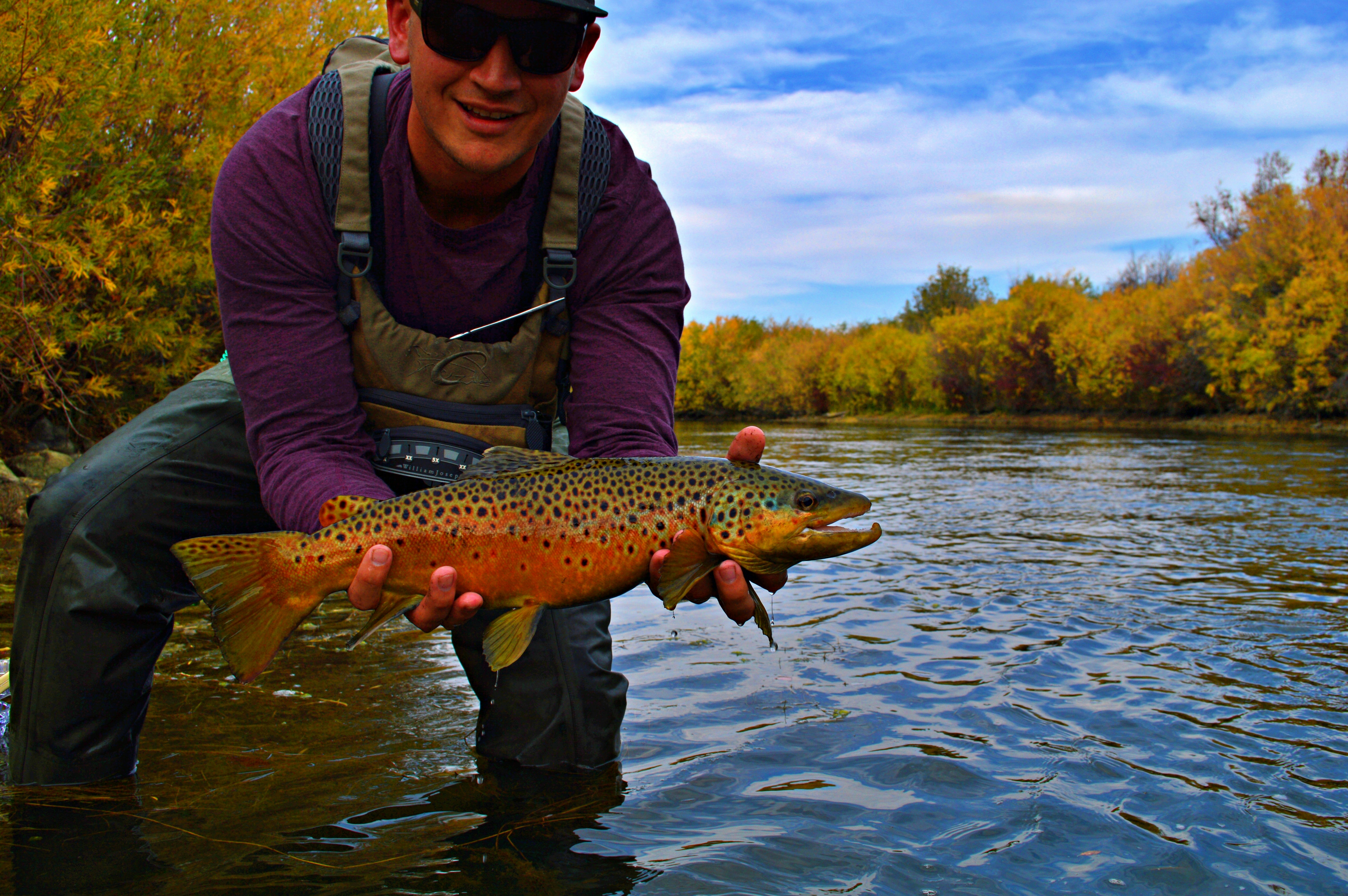 Angler releasing trophy brown trout back into cold river