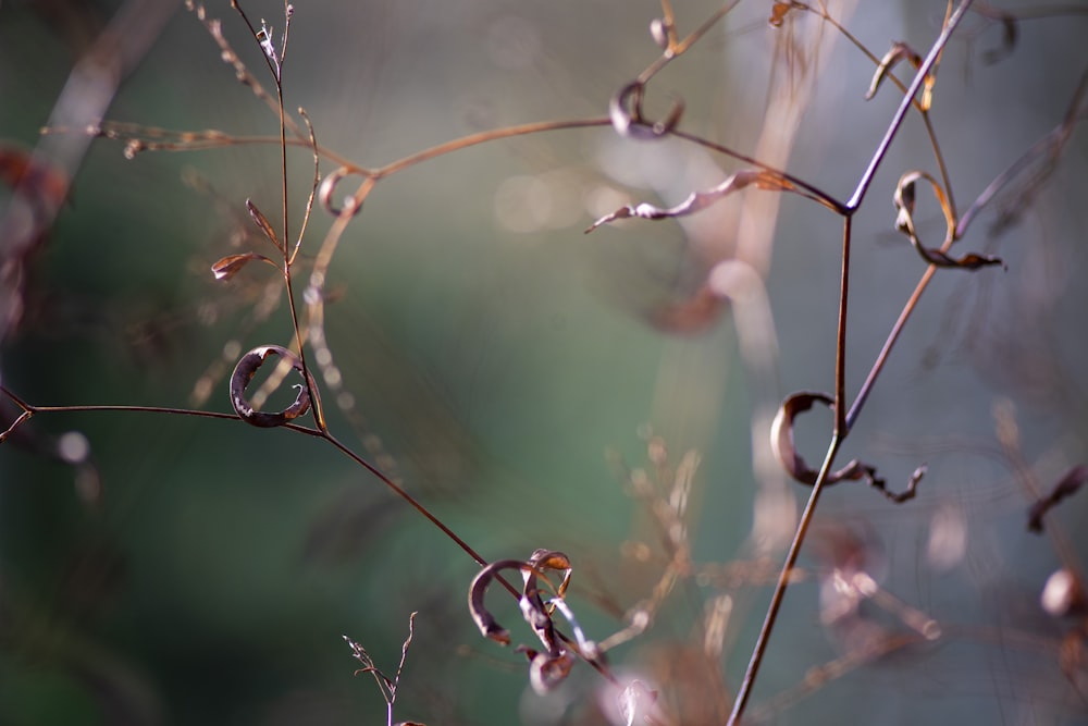 brown and white plant stem