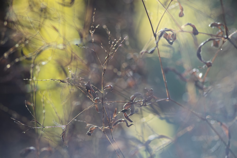 water droplets on brown stem