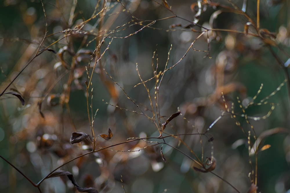 brown and green plant stem