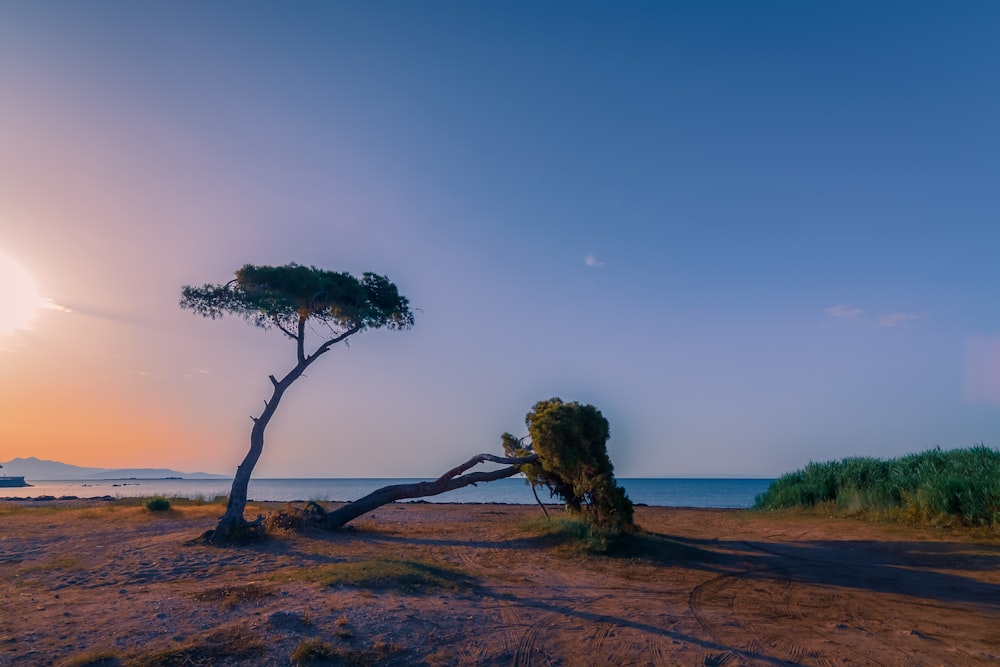 árvore verde na areia marrom perto do corpo de água durante o dia
