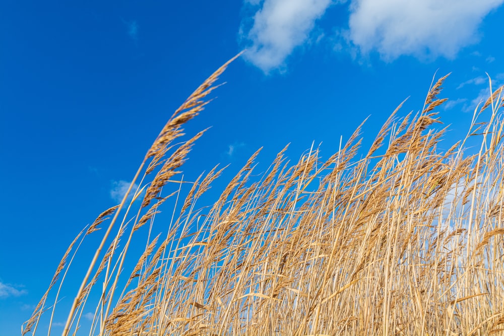 brown wheat field under blue sky and white clouds during daytime