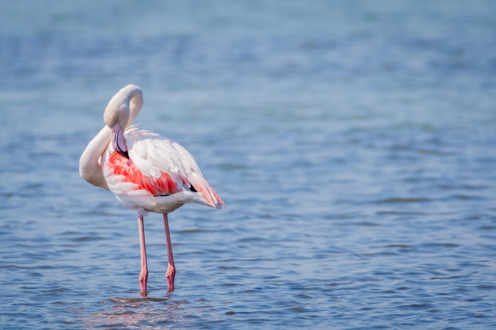 pink flamingo on body of water during daytime