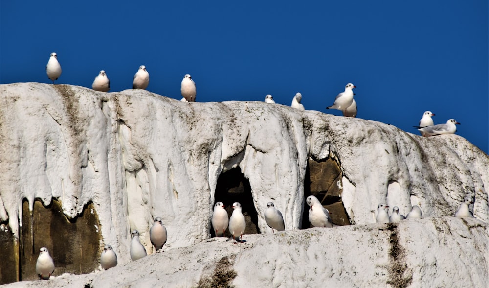 white and black birds on gray rock formation during daytime
