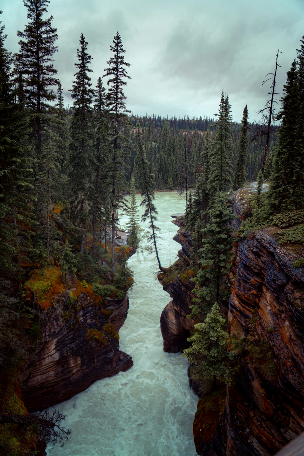 green pine trees on brown rock formation near body of water during daytime