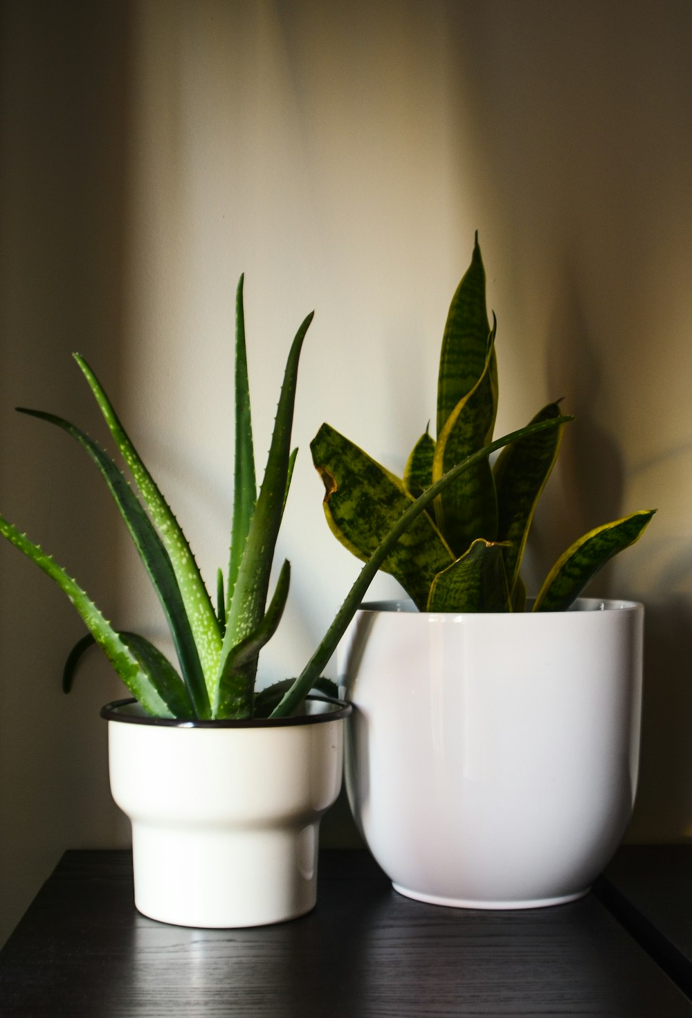 green plant in white ceramic pot