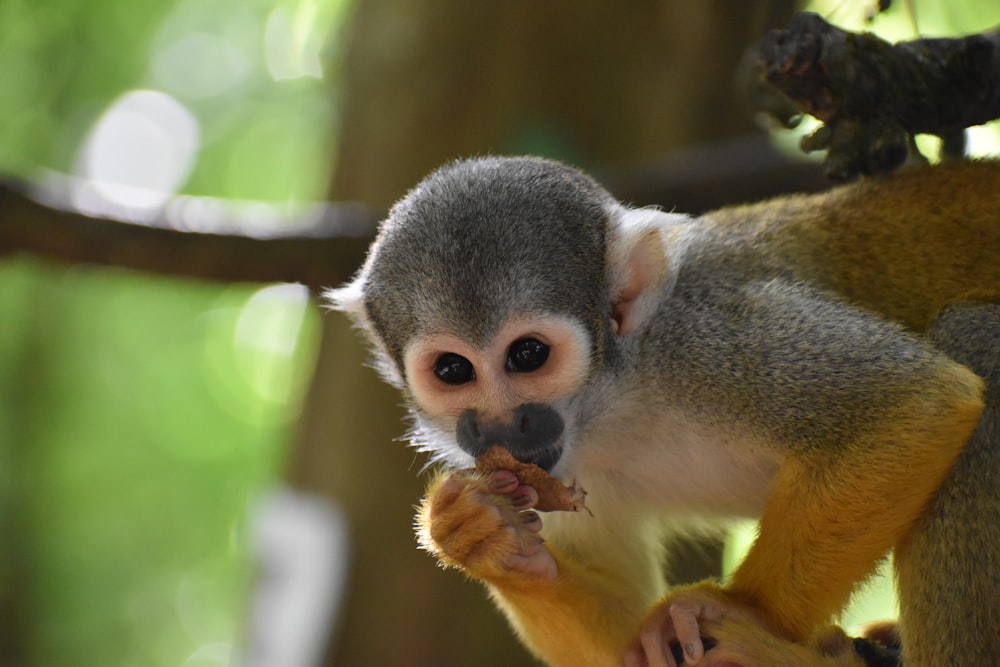 brown and gray monkey on brown tree branch during daytime