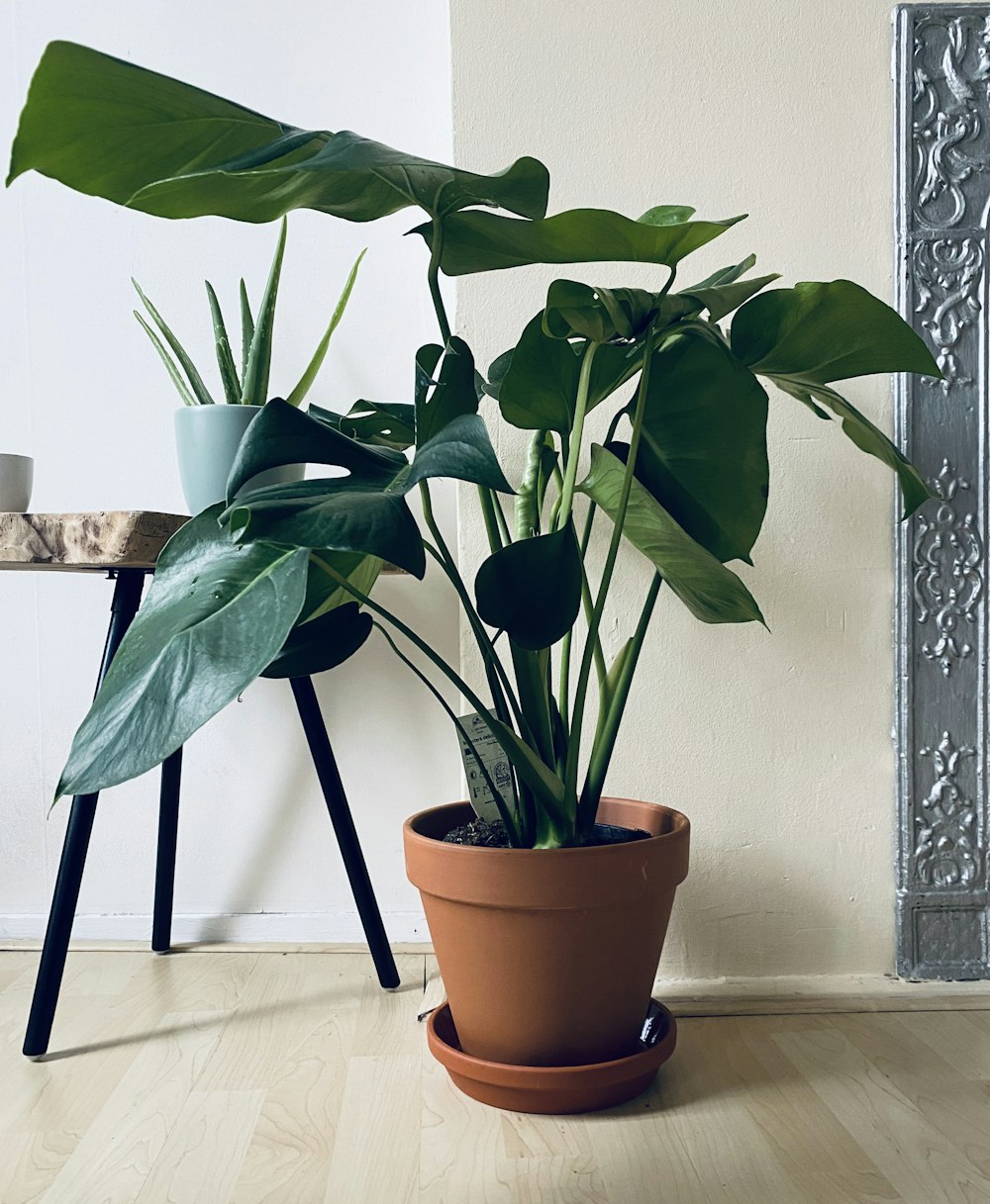 green plant on brown clay pot