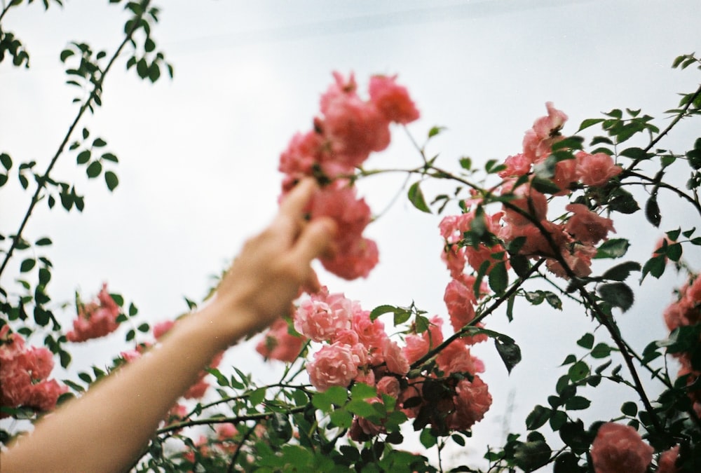 person holding pink flower during daytime