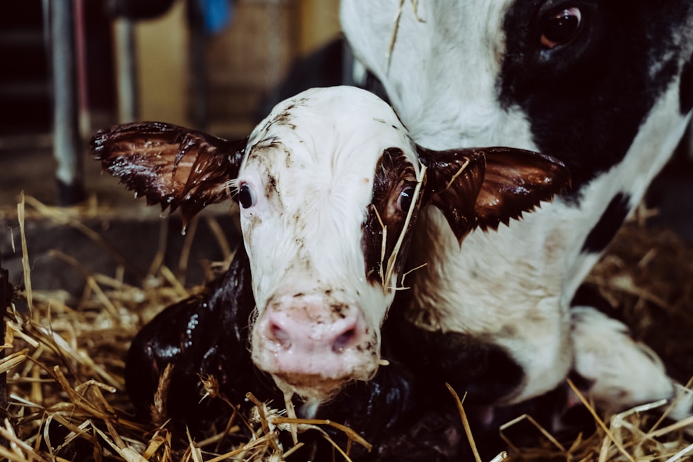 white and brown cow lying on brown grass