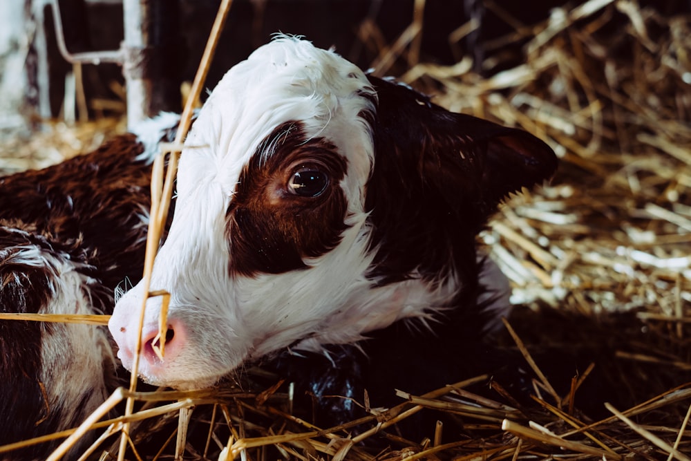 white and black cow on brown grass