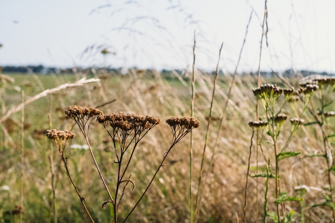 brown plant in close up photography