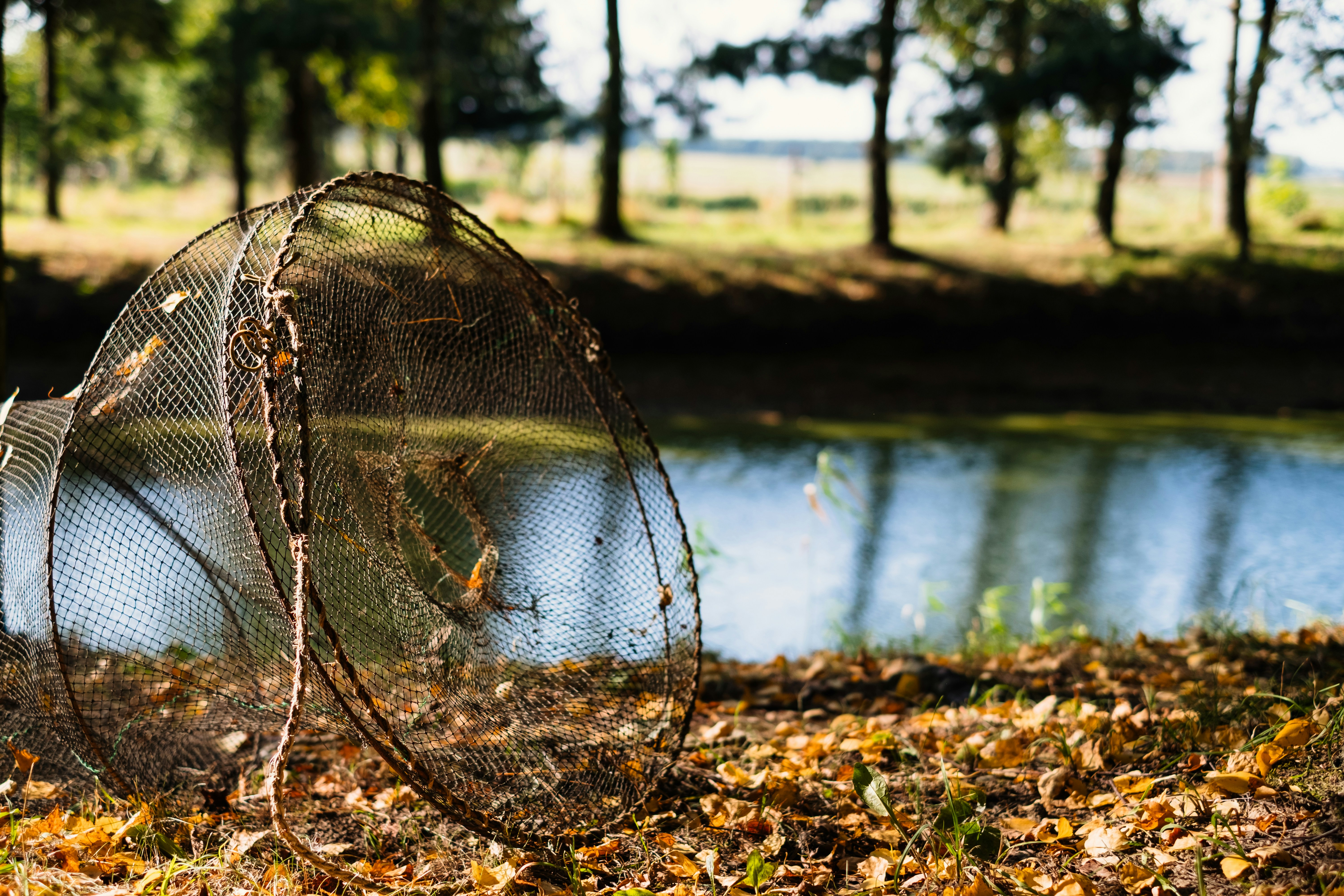 black net on brown dried leaves near body of water during daytime