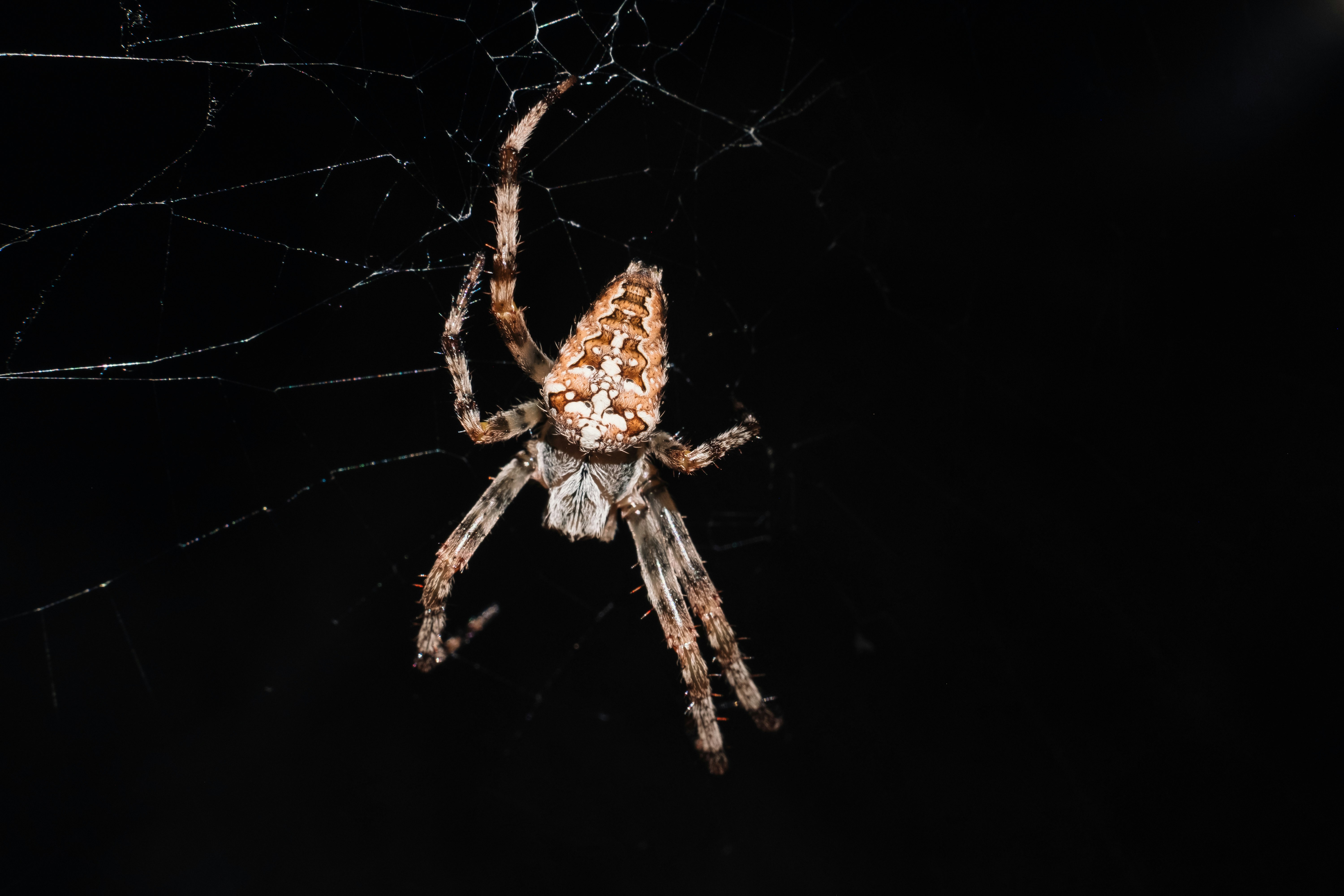 brown and white spider on web
