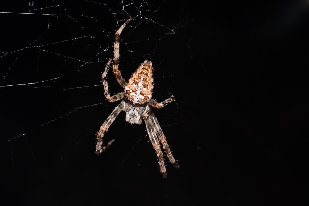 brown and white spider on web
