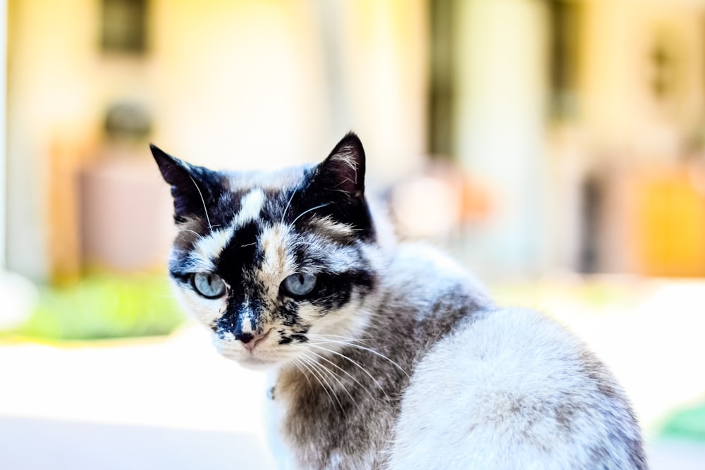 white and black cat on white textile