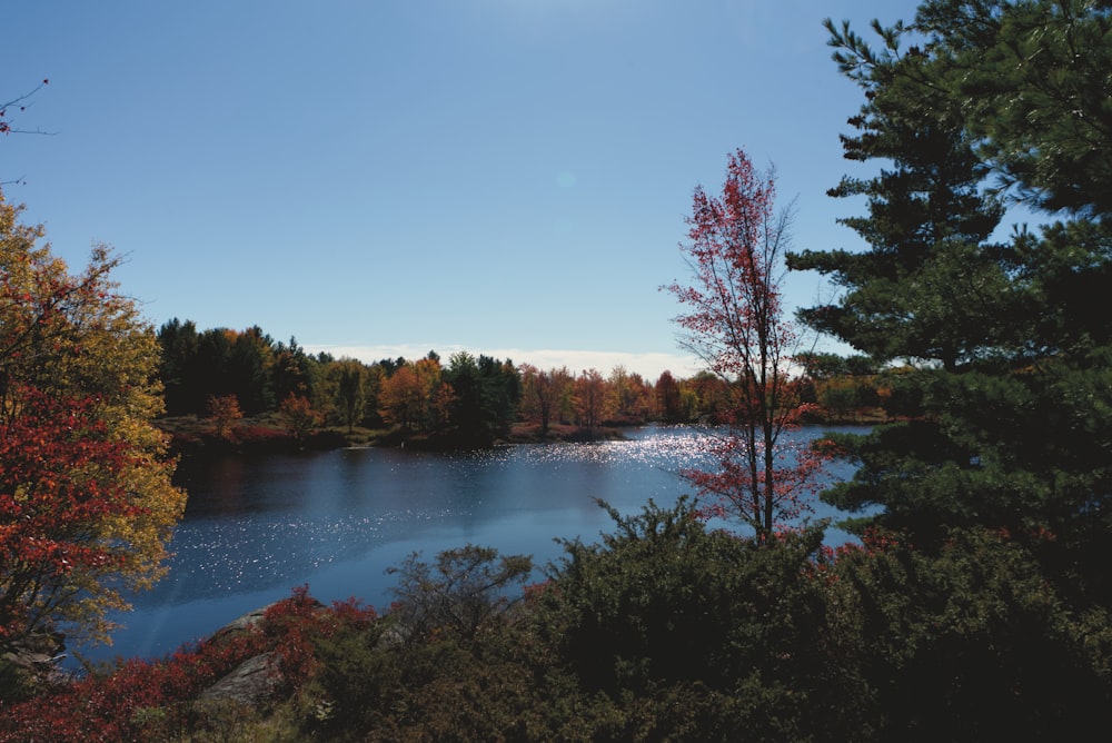 brown trees beside river under blue sky during daytime